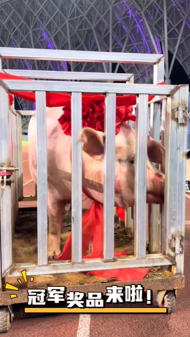 五华县文体局回应县超冠军奖励一头猪：寓意财富满满